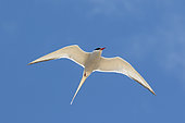 Arctic tern (Sterna paradisaea) tern in flight, Shetland, Spring
