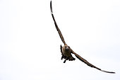 Great skua (Catharacta skua) in flight