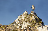 Wheatear (Oenanthe oenanthe) Bird with a prey in his bill, Shetland, Spring