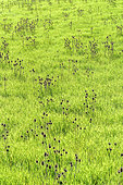 Teasel (Dipsacus sp) and grass, Plateau de Valensole, Alpes de Hautes Provence, France