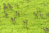 Teasel (Dipsacus sp) and grass, Plateau de Valensole, Alpes de Hautes Provence, France