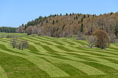Prairies de fauche dans le Jura, France