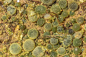 Nostoc pruniform in a puddle, Very primitive organism living in filamentous colonies