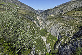 Views from the area of the Cavaliers Inn, above the Imbut Trail, the wildest area of the Verdon Canyon, The Verdon Gorge, Prealapes, France