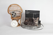 Kitten lying on a reel of film in front of a movie clap on white background