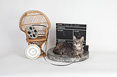 Kitten lying on a reel of film in front of a movie clap on white background