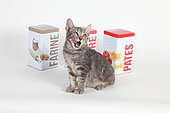 Kitten yawning in front of food boxes on white background