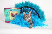 Kitten sitting on a blue colored feather wreath on white background