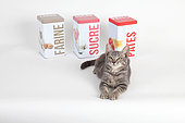Kitten lying in front of food boxes on white background