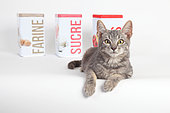 Kitten lying in front of food boxes on white background