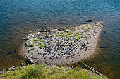 Pigeons on an island in the Tarn encircled by Wels Catfishes (Silurus glanis), Occitania, France