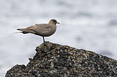 Arctic skua (Stercorarius parasiticus) Bird perched on a rock, Shetland, Spring