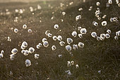 Cotton grass (Eriophorum angustifolium ) cotton grass at sunset, Shetland, Spring
