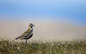 Golden plover (Pluvialis apricaria) Plover standing amongst cotton grass, Shetland, Spring