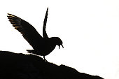 Great skua (Stercorarius skua) Skua silhouette, Shetland