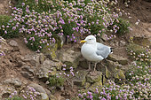 Herring gull (Larus argentatus) Bird amongst flowers, Shetland, Spring