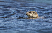 Otter (Lutra lutra) Otter swiming in the sea, Shetland, Summer