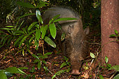 Bornean bearded pig, bearded pig (Sus barbatus), Bako national park - Sarawak - Borneo, Malaysia