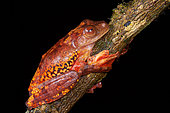 Harlequin tree frog , Halrequin Flying Frog (Rhacophorus pardalis Sarawak, Kubah national park, Borneo, Malaysia