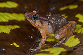 Smooth Guardian Frog (Limnonectes palavanensis), (ex Rana palavanensis) male care, transporting tadpoles, Sarawak, Kubah national park, Borneo, Malaysia