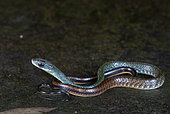 White-bellied Rat Snake , Brown Rat Snake (Ptyas fusca), Kubah national park, Sarawak, Borneo, Malaysia