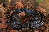 Keeled Rat Snake (Ptyas carinata), Kubah national park, Sarawak, Borneo, Malaysia