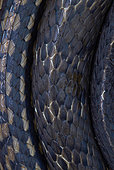 Scales of Keeled Rat Snake (Ptyas carinata), Kubah national park, Sarawak, Borneo, Malaysia