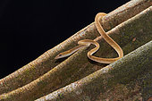 Asian vine snake, Boie's whip snake, Gunther's whip snake or Oriental whip snake (Ahaetulla prasina), Kubah national park, Sarawak, Borneo, Malaysia