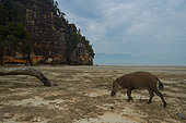 Bornean bearded pig (Sus barbatus) on the beach, Bako national park, Sarawak, Borneo, Malaysia