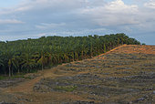 Landscape with oil palm (Elaeis guineensis) cultivation and deforestation. Borneo. Malaysia.