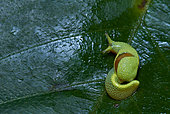 Long-tailed slug or Ninja slug (Ibycus rachelae) on a leaf, Kinbalu mount, Sabah, Borneo, Malaysia