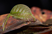 Leaf mimicking katydid (Tettigoniidae sp), Mount Kinabalu, Sabah, Borneo, Malaysia