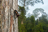 Atlas beetle (Chalcosoma atlas) wide angle to the forest landscape, Danum valley, Sabah, Borneo, Malaysia