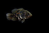 Young Oscar, Tiger oscar, Velvet cichlid, Marble cichlid (Astronotus ocellatus) on black background, native from South America, captive from France