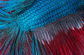Siamese fighting fish 'halfmoon' (Betta splendens) scales, native to Laos, Cambodia, Vietnam and Thailand, captive from France