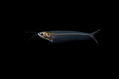 Glass catfish (Kryptopterus vitreolus) on black background - native from Southeast Asia - captive from France
