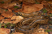 Ladder snake (Rhinechis scalaris) on dead leaves, Montpellier, Occitanie, France