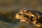 Common water snake (Natrix maura) eating a Lowland frog (Rana ridibunda). France