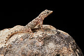 Tarentola mauritanica (gecko ) in black background, Montpellier, south of France
