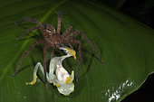 Wandering spider devouring a Fleischmann's Glass Frog in Guatemala