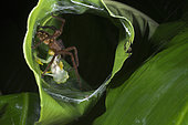 Wandering spider devouring a Fleischmann's Glass Frog in his nest in Guatemala