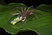 Wandering spider devouring a Fleischmann's Glass Frog in Guatemala