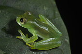Emerald Glass Frog female in Omar Torrijos N.P. - Panama
