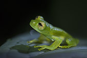 Emerald Glass Frog male in Omar Torrijos N.P. - Panama