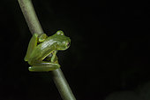 Emerald Glass Frog male in Omar Torrijos N.P. - Panama