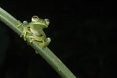 Emerald Glass Frog male portrait in Omar Torrijos N.P. - Panama