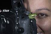 Emerald Glass Frog on a camera in Omar Torrijos N.P. - Panama