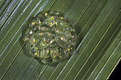 Têtards de Grenouille de verre de Fleischmann dans les œufs sous une feuille – Guatemala