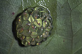 Têtards de Grenouille de verre de Fleischmann dans les œufs sous une feuille – Guatemala