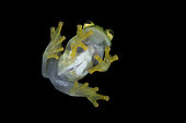Ventral view of gravid female Fleischmann's Glass Frog - Guatemala